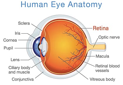 Diagram of the Eye and Retina