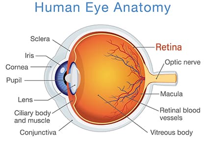 RETINA HOSPITAL